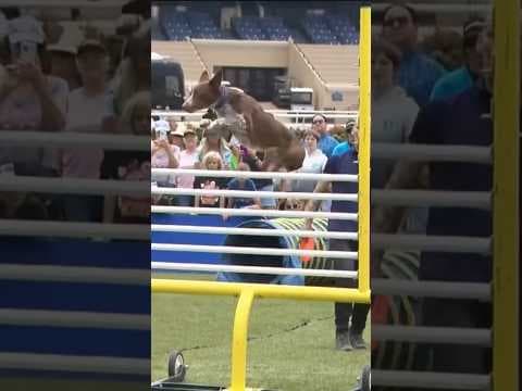 Dog athletes compete in Extreme Dog show at San Diego County Fair