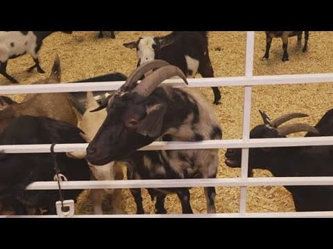 Live from the State Fair of Texas: A live look from the petting zoo