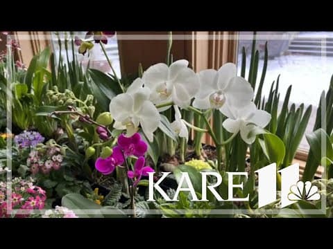Spring Flower Show in bloom at the Minnesota Landscape Arboretum