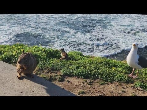 Bait stations that the City of San Diego uses to reduce squirrel population prompts some concern