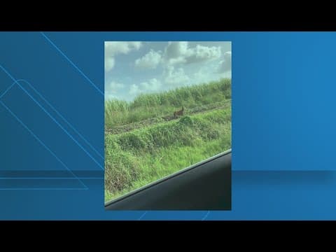 Missing rodeo goat spotted in Willacy County, but ran off