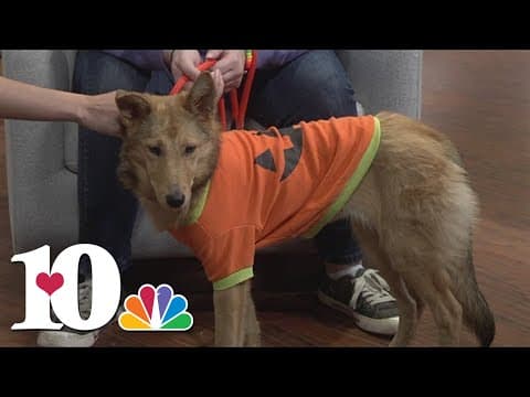 Meet the Pet of the Week: Roz