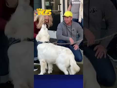 Dog shot, left to die near Mount St. Helens is adopted by rescuer