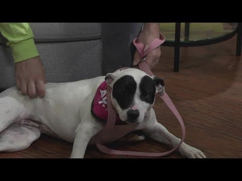 Pet of the Week: Robin