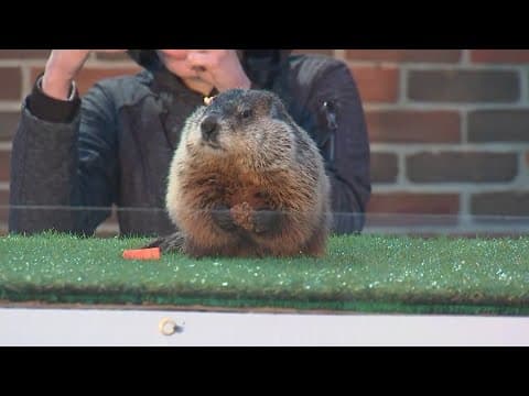 Groundhog Day: Did Ohio's Buckeye Chuck see his shadow?