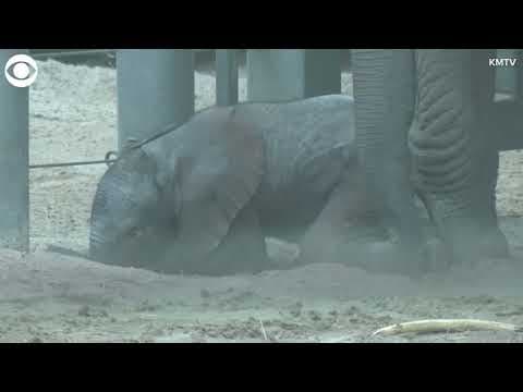 Baby elephant explores new home at zoo in Omaha, Nebraska
