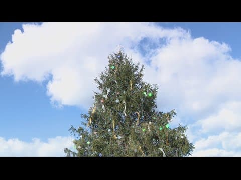 WATCH: National Christmas Tree lighting 2024