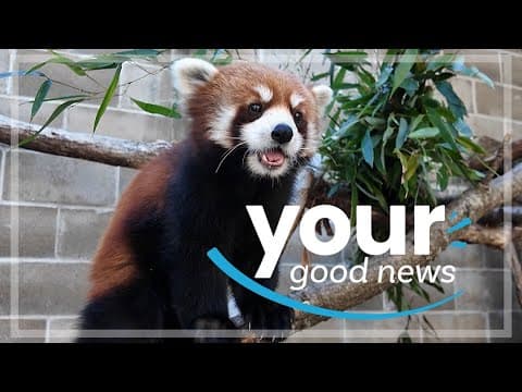 Your Good News | Red Pandas, Paige Bueckers Return and more