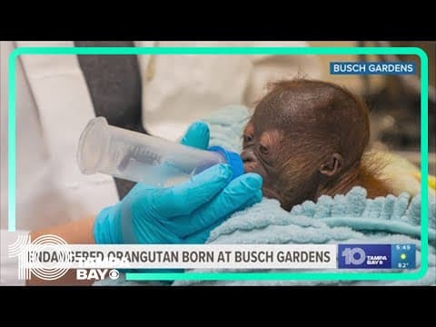Conservation Champ: Endangered orangutan born at Busch Gardens, marking milestone
