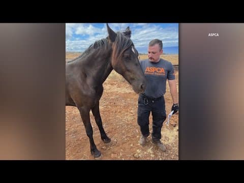 San Diego ASPCA disaster response manager returns from Maui