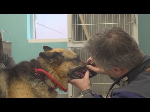 Early cancer screening for dogs | Ray of Sunshine