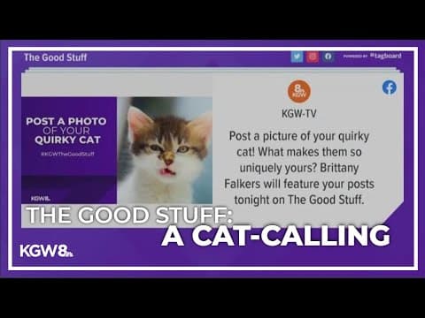 The Good Stuff: A cat-calling, what makes your cat so unique?