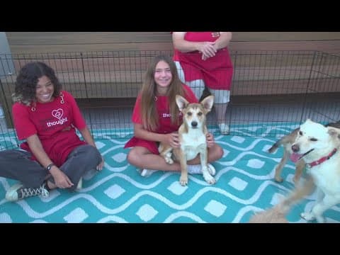 Paws4Thought and Barrio Star team up for pup adoption event