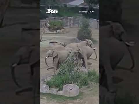 Elephants form "alert circle" during earthquake