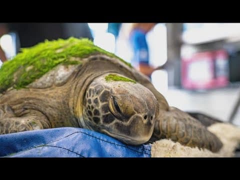 "Lefty" the rescued endangered green sea turtle returns back to the ocean