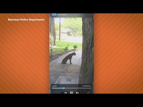 Giant bobcat spotted in Sherman