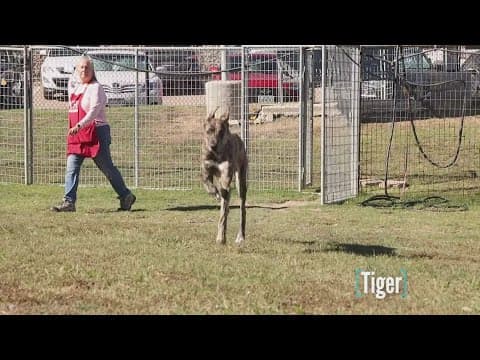 Tailwaggers: Meet Tiger