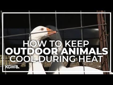 Here are some tips on keeping your outdoor animals cool and healthy amid the heat