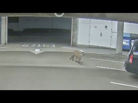 What to do if you encounter a mountain lion