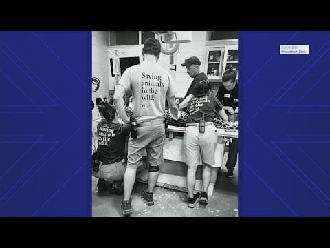 Houston Zoo euthanizes beloved jaguar after severe injury