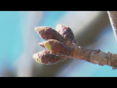 Cherry blossoms in stage 1 of blooming process