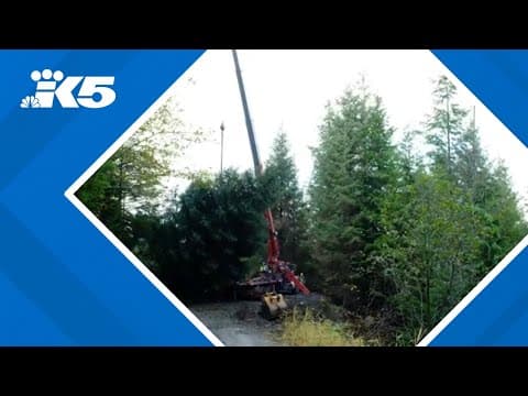How Christmas tree for US Capitol made trek from Seattle to Washington D.C.
