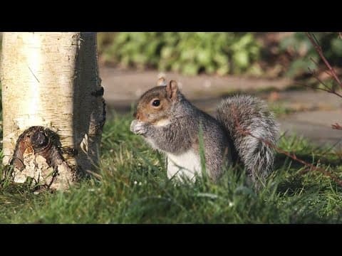 Why are there so many acorns falling this year?