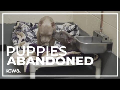 Puppies recovering after being dumped in Washington County