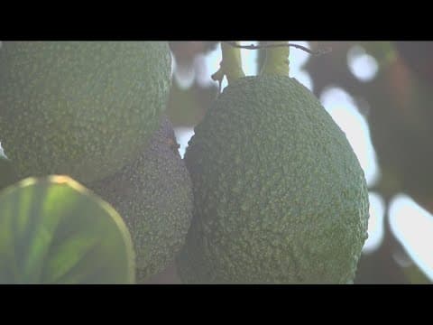 California avocado farmers fear pest invasion after USDA changes