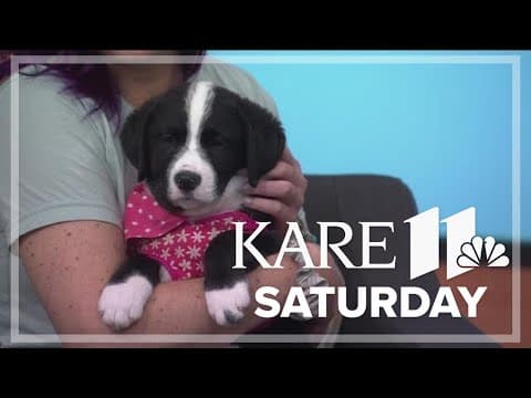 Saturday is National Rescue Dog Day!