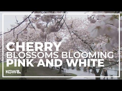 Gift that keeps giving: History behind the cherry blossoms in Portland's Waterfront Park