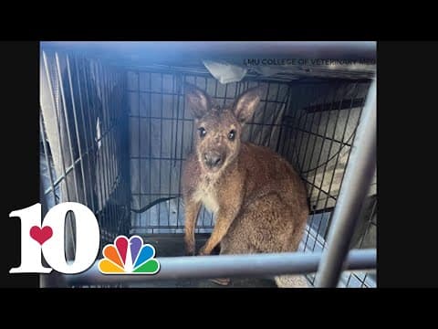 Pet wallaby captured after hopping across LMU's campus Wednesday morning