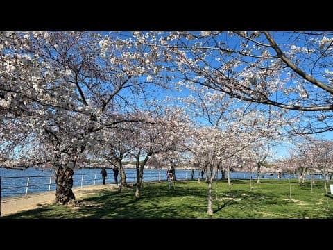 Peak Bloom From Your Living Room