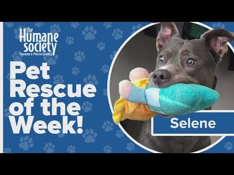 Pet Rescue of the Week: Selene