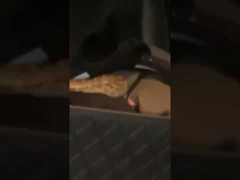 Arizona woman finds rattlesnake in the backseat of her car #rattlesnakes #arizona