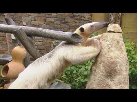 Zoo Day | Meet the Tamandua