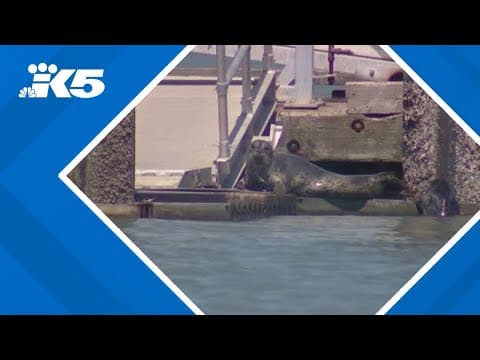 Tacoma closes Old Town Dock to protect newborn seal pup