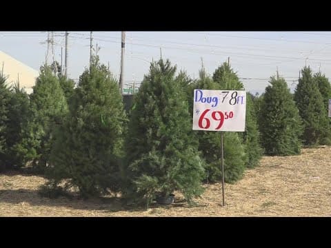 What you need to know before you buy your Christmas tree