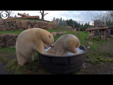 Polar bear sisters Nora and Amelia Gray play in tub of ice