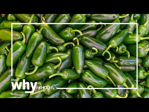 Why did Texas A&M make jalapeños less spicy?