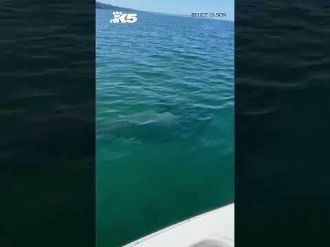 Family encounters orca pod in Susan Bay