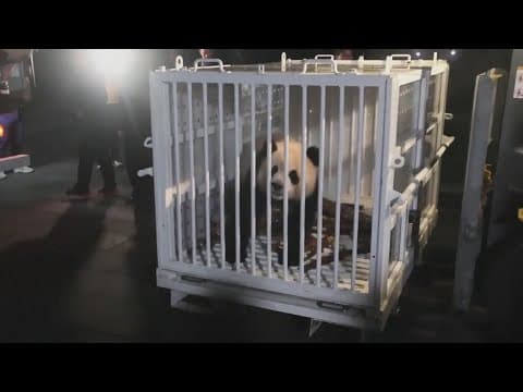 National Zoo closes to welcome giant pandas from China