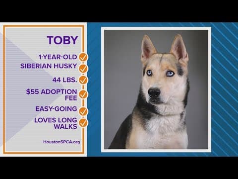 Pawfect Match: Meet Toby!