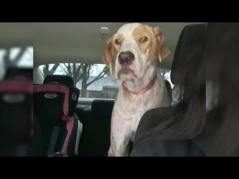 West Harris County woman horrified after home burglars shoot dog, rummage through son’s ashes