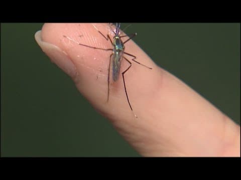 Scientists seeing more West Nile Virus Cases than normal this  time of year