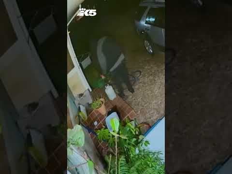 Surveillance footage catches suspect setting house and car on fire in Shoreline