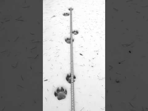 Wolves getting reintroduced to Colorado: Wildlife officers head to Oregon to capture healthy wolves