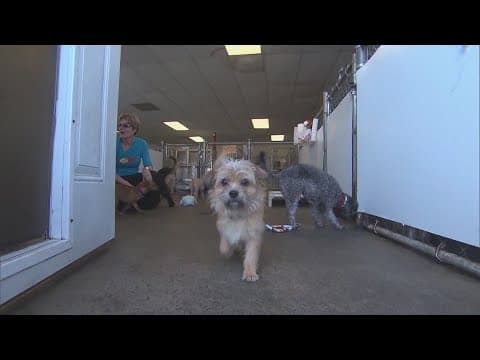 Pet costs on the rise | Where's the Money?