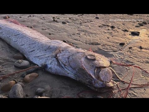 Rare deep-sea oarfish washes ashore along California coast again
