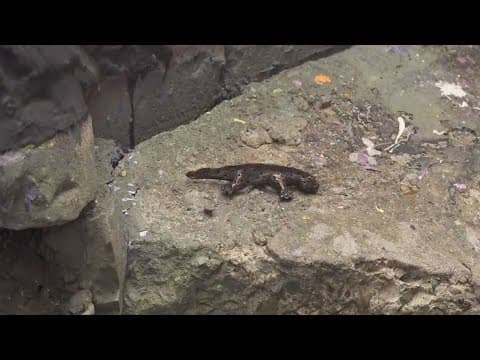 Downtown Knoxville embraces new, unique scavenger hunt with 12 bronze newts